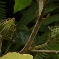 Hibiscus hispidissimus Griff.